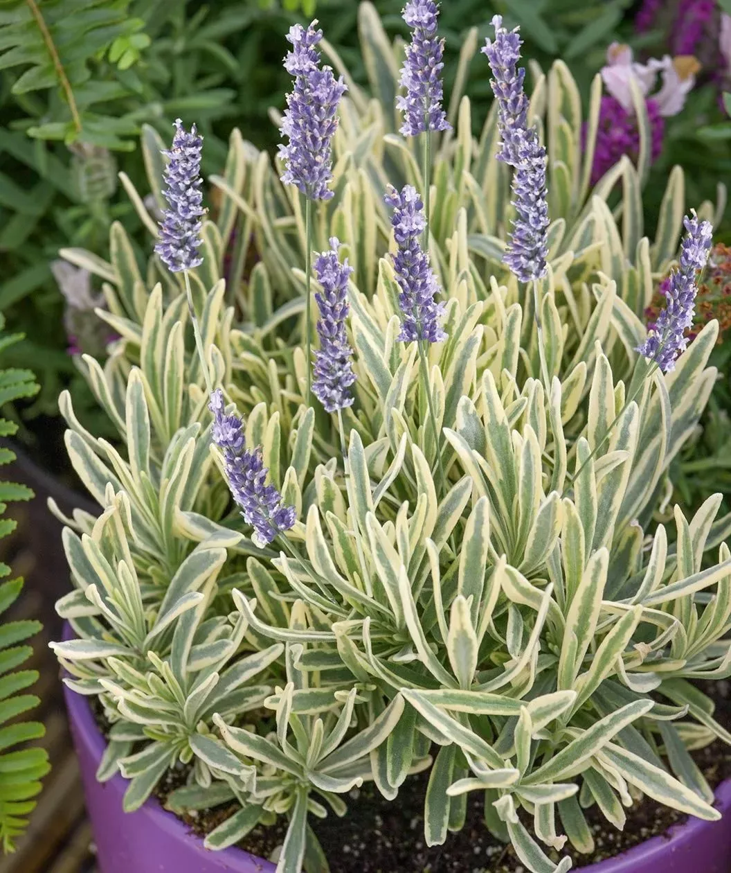 Лаванда гибридная Платинум Блонде v2 Lav 