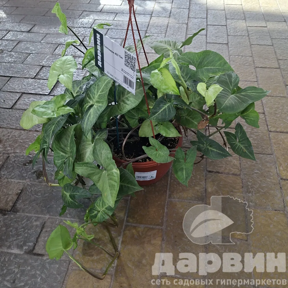 Сингониум d23 Tim 