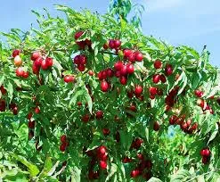 Кизил обыкновенный Джолико в коробке ЦО 