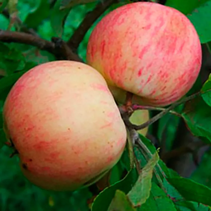 Яблоня Грушовка Московская ранн v7 100-140 Tim 