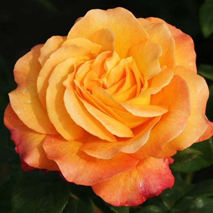 Роза флорибунда Цыган с5, Tim 