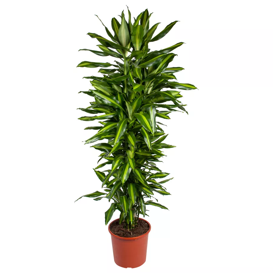 Драцена Фрагранс Чинто 2ст d19 h80 