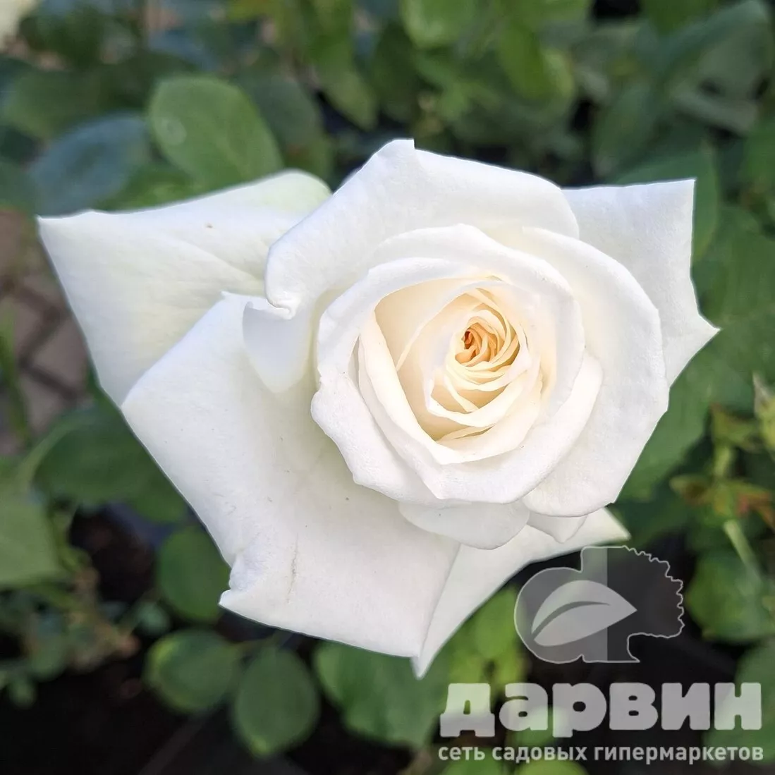 Роза японская Принцесса Миюка v5 Lav 