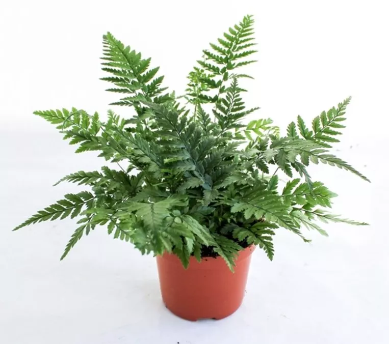 Атириум Спикатум d14 h35 