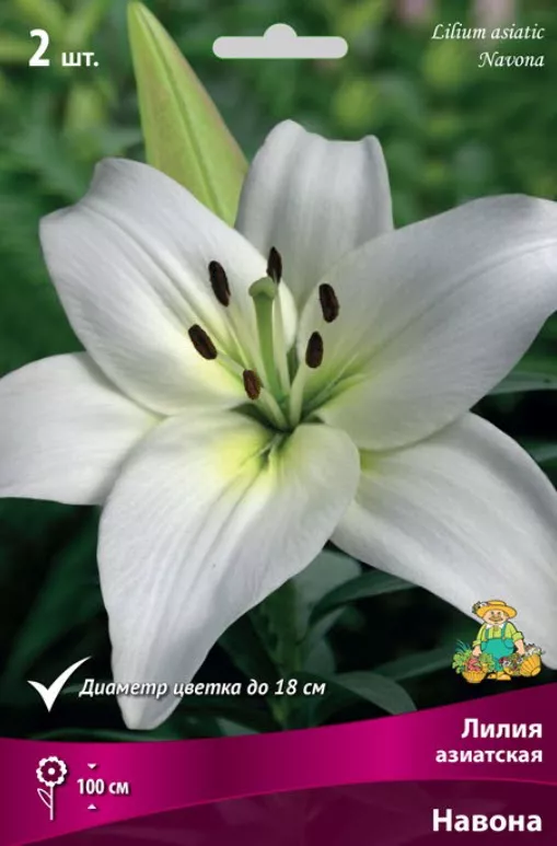 Луковица Лилия азиатская Навона 14/16  2шт. Поиск 