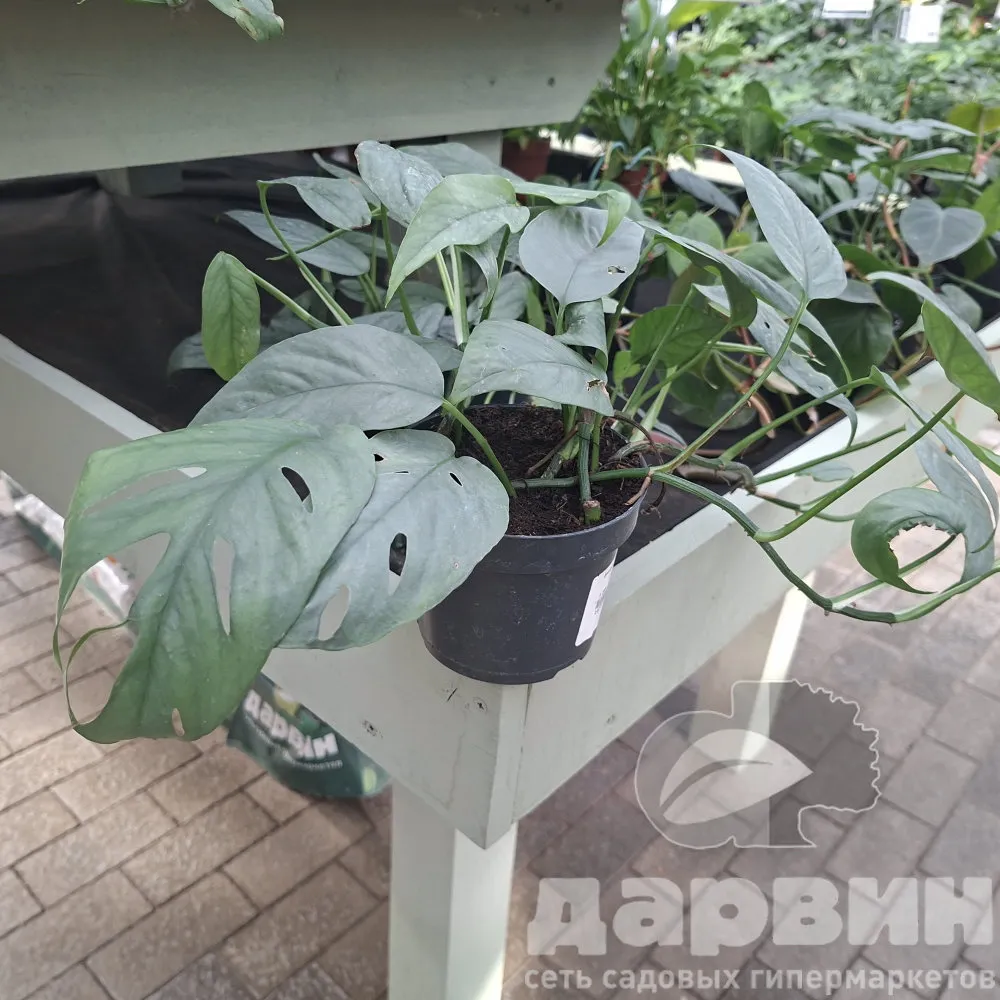 Эпипремнум Себи Блу d12 h20 