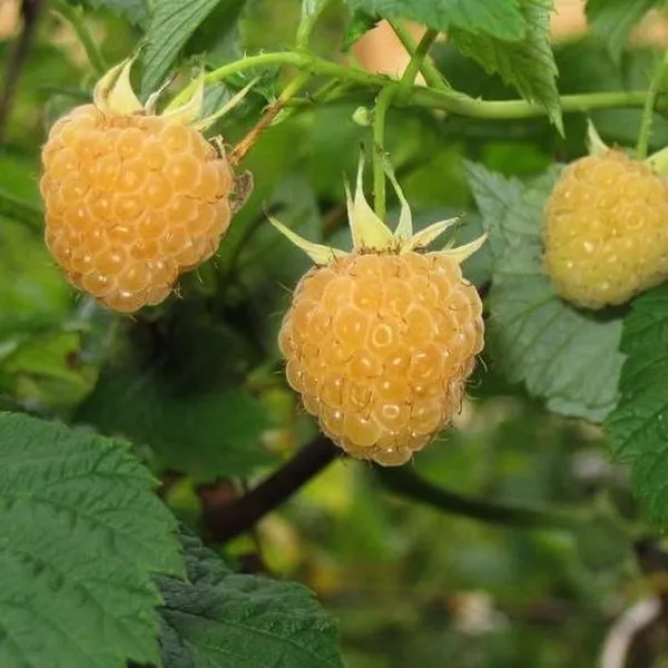 Малина Алтайская десертная желтая, Р9 Tim 