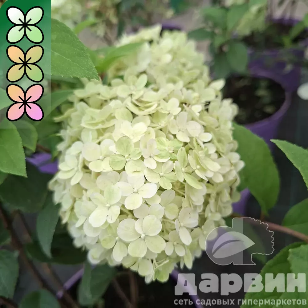 Гортензия метельчатая Пиксио v3 Lav 