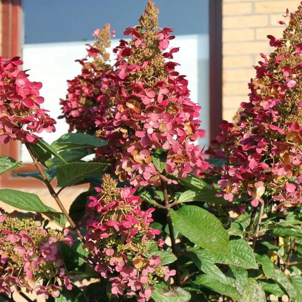 Гортензия метельчатая Wim`s Red  конт 3 л Les 