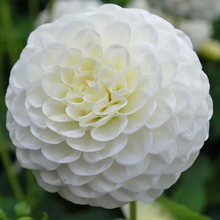 Клубень Георгина Бум Бум Вайт, 1шт/уп 