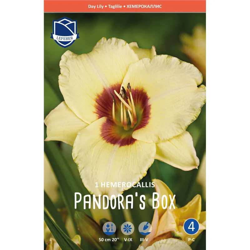 Корневище Лилейник Пандорас Бокс I 1шт 