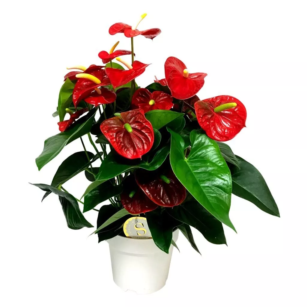 Антуриум Андрианум Алоха Ред d12 h40 