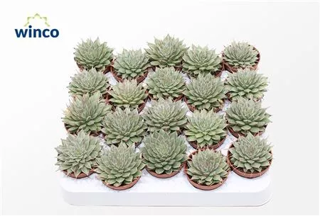 Граптопеталум Филиферум d5 h10 