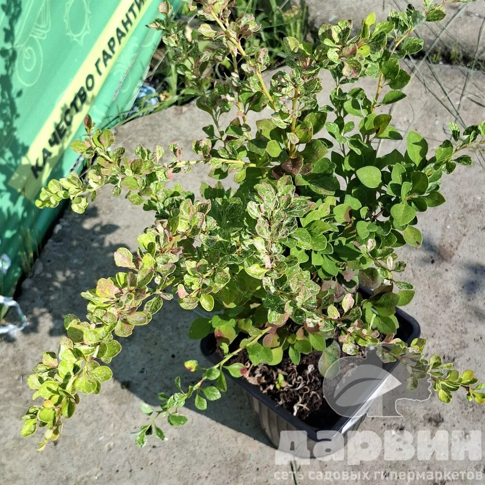 Барбарис тунберга Сильвер бьюти v2 h20-30 Lav 