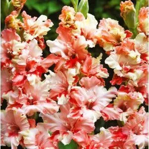 Луковица гладиолус Баттерфляй микс 12/14 10шт 