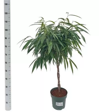 Фикус биннендийка Али переплетенный на штамбе d27 h120 