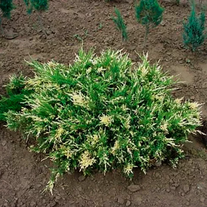 Растение можжевельник казацкий Вариегата с3, 30-40см 
