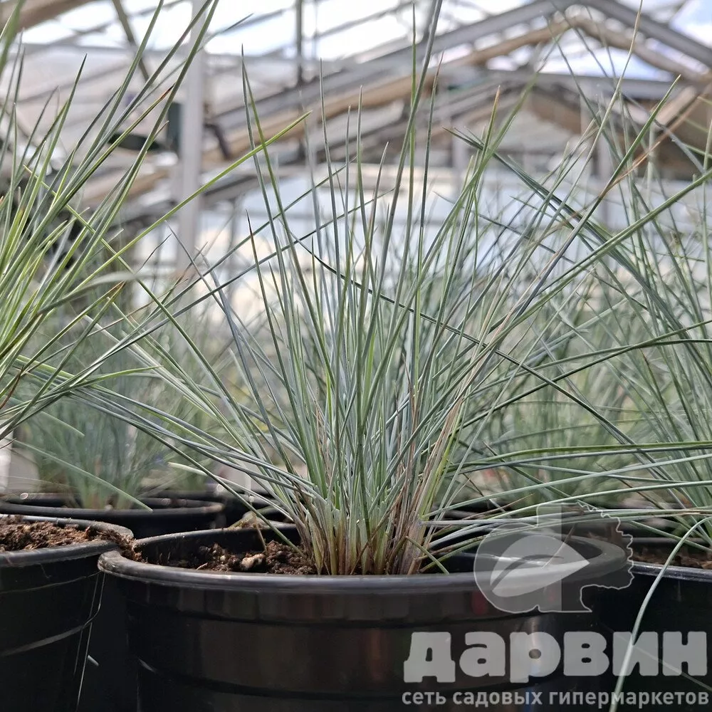 Овсяница Элайя Блю v2 Lav 