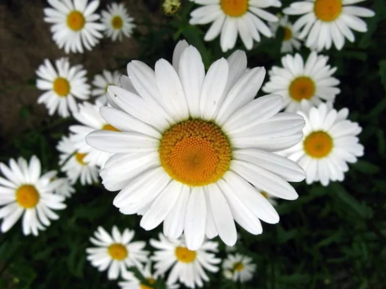 Нивяник великолепный Мадонна v2 Tim 