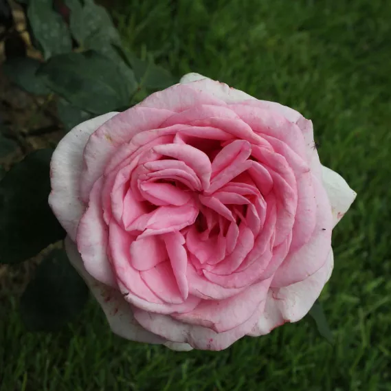 Роза чайно-гибридная Свит Пароле v5 Dem 