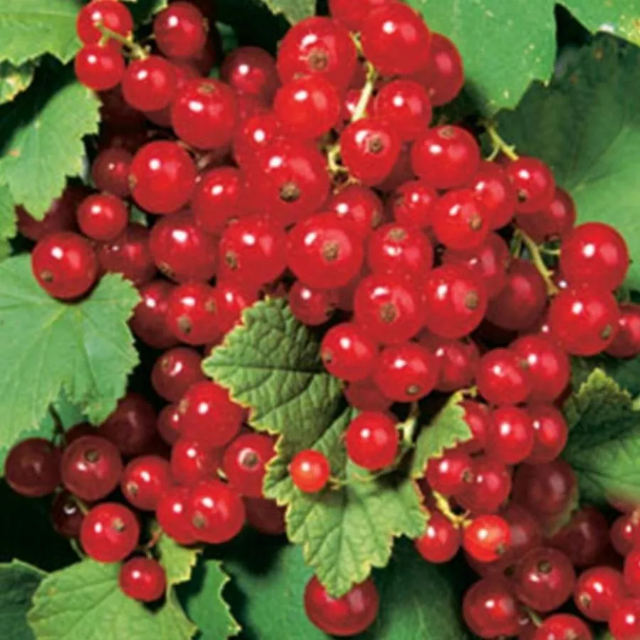 Смородина красная Ред Лейк V2 Tim 