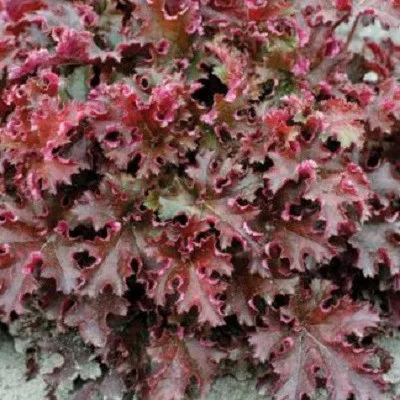 Гейхера гибридная Кримсон Кёрлс I 1шт Поиск 