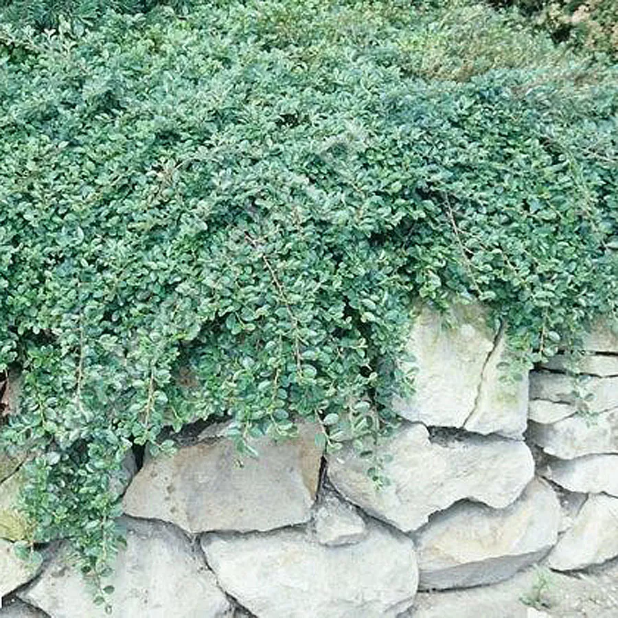 Кизильник даммера Мункрипер v2 Lav 