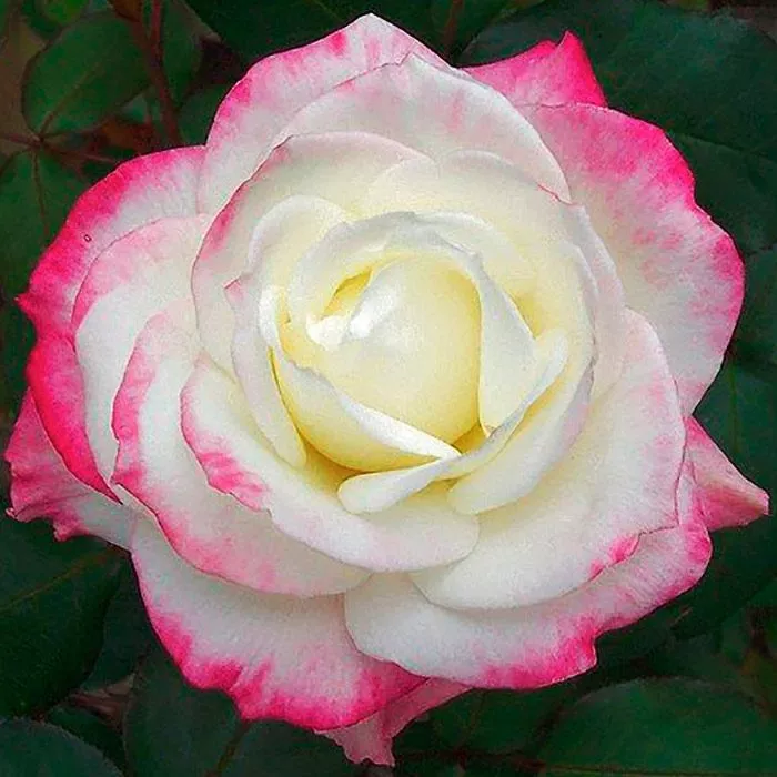 Я_Роза чайно-гибридная Атена с5 (кордес), Tim 