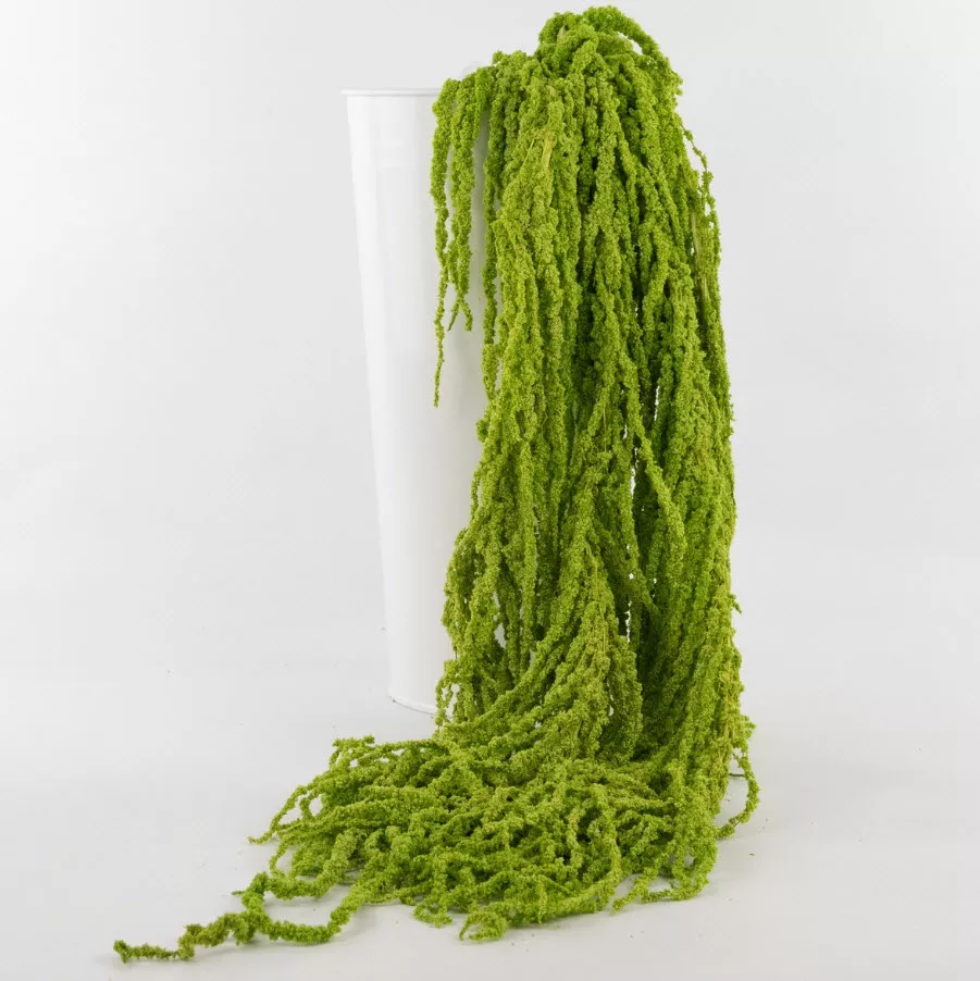 Сухоцветы Амарантус набор 5шт 100см, темно-зеленый по цене 