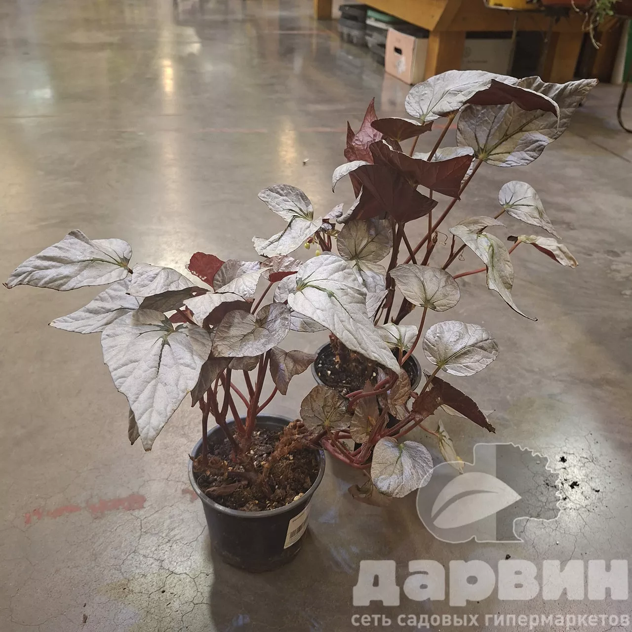 Бегония Рекс d12 h28 Tim 