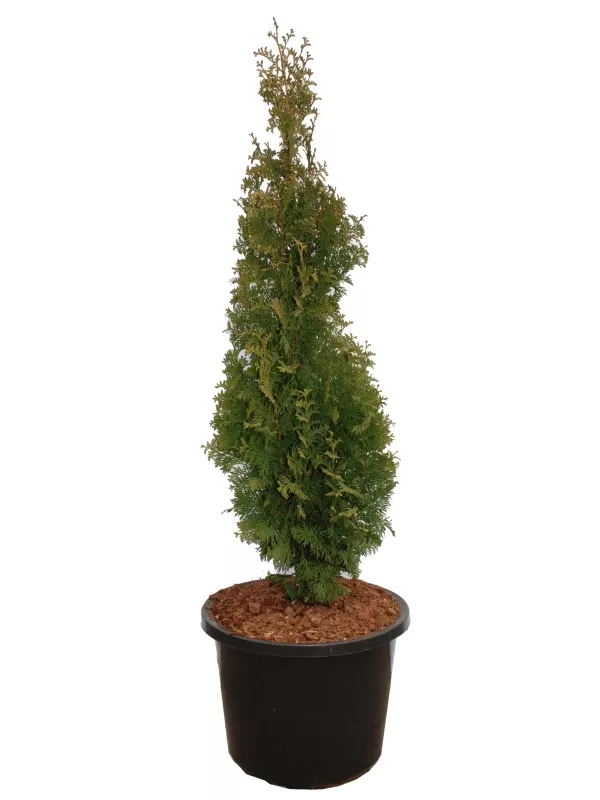 Туя западная Дегрут Спайр v25 120-140 Tw 
