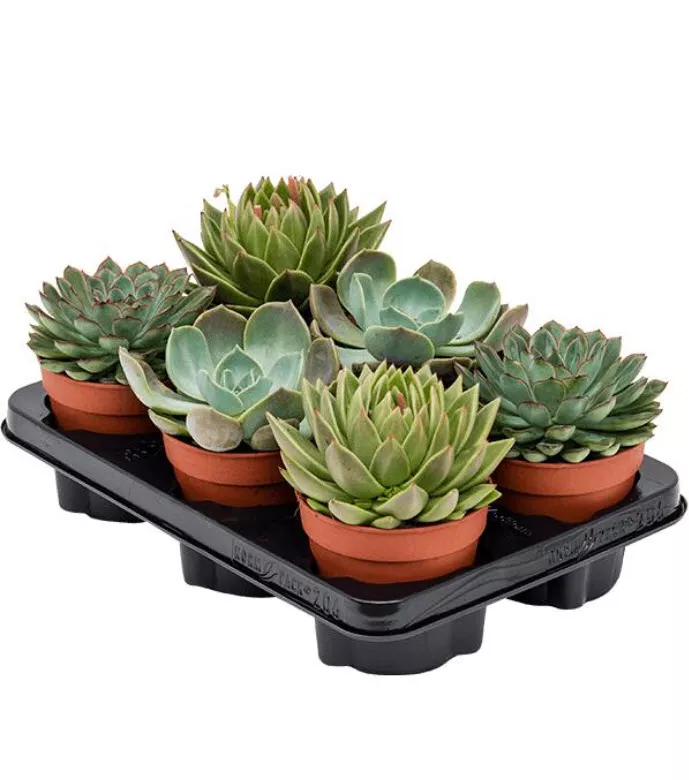 Эхеверия микс d5 h8 