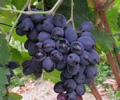 Виноград плодовый Фуршетный фиолет в коробке Tim 