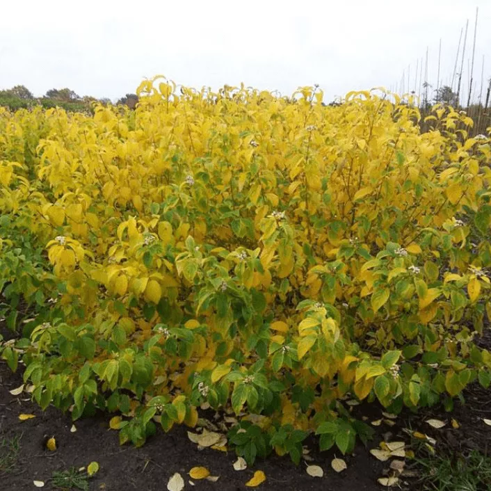 Дерен отпрысковый Флавирамеа  v7,5 60-80 YP 