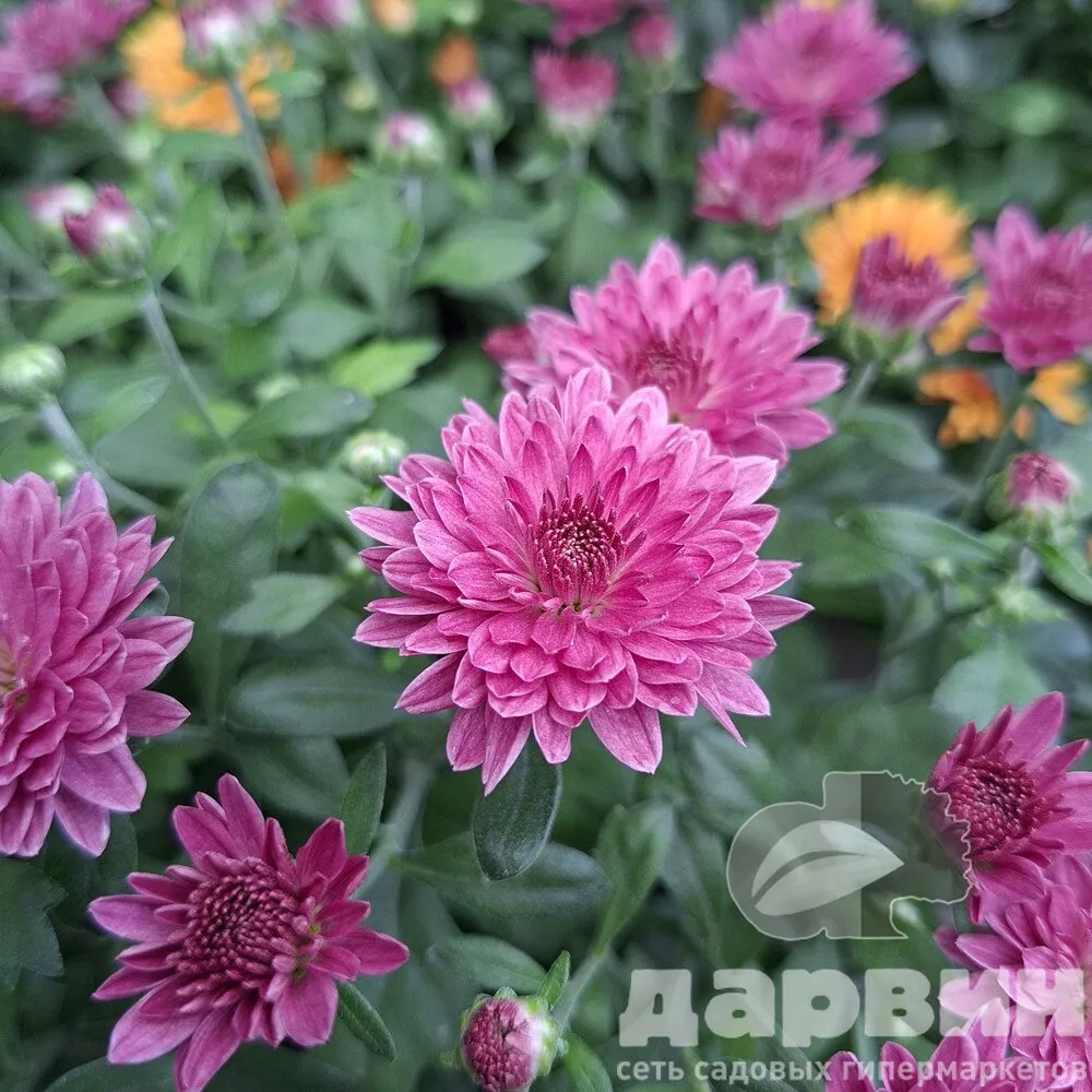Хризантема Мультифлора д15 цветком (5)