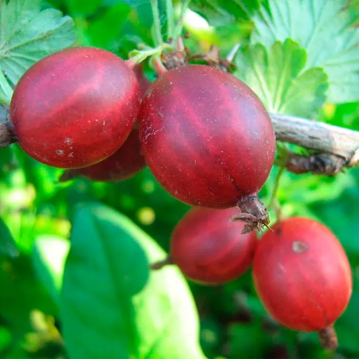 Крыжовник Щедрый красный в коробке Tim 