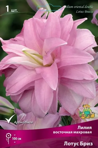 Луковица Лилия восточная махровая Лотус Бриз 1шт Поиск 