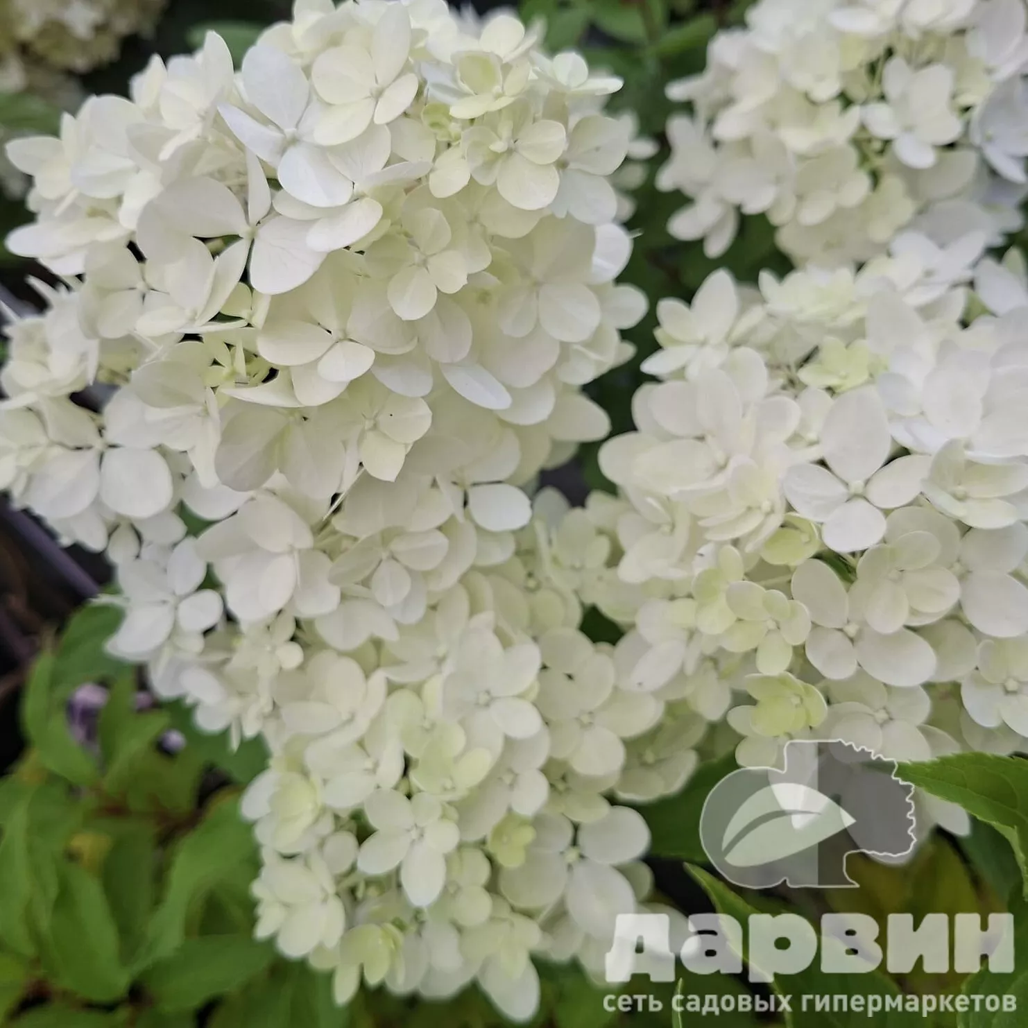 Гортензия метельчатая Бомбшел v3 Lav 