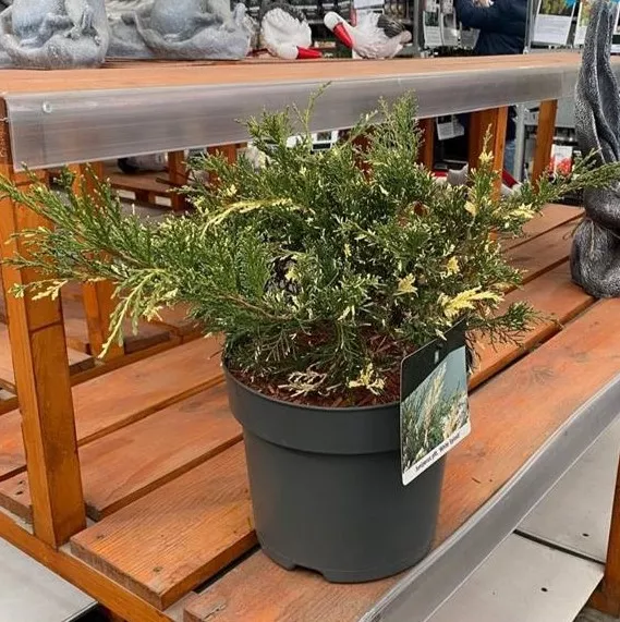 Можжевельник Вайт Сплеш C7,5/P26  