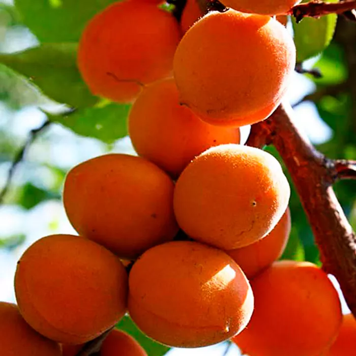 Абрикос Триумф северный v7 100-120 Tim 