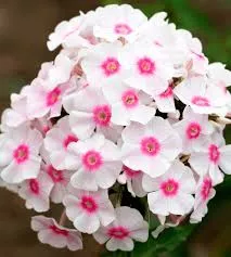 Флокс Эрли Стар d15 ХР 