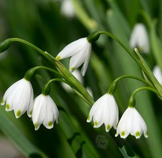 Луковица Белоцветник летний 8/9, 10 шт/уп 