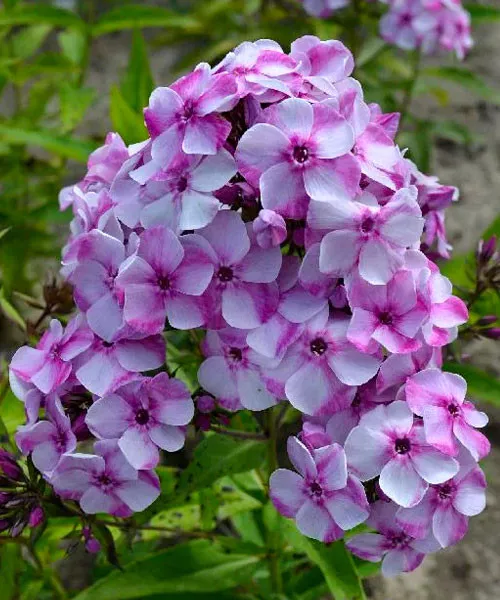 Флокс метельчатый Модница d19 ЕТК 