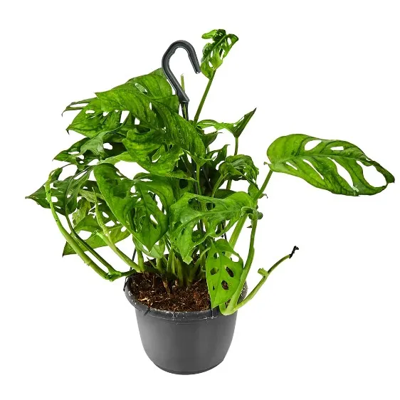 Монстера Манки Лиф d12 h25 