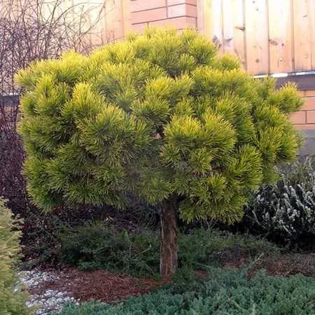 Сосна горная Карстен Винтерголд v18 30-35 штамб 40см 