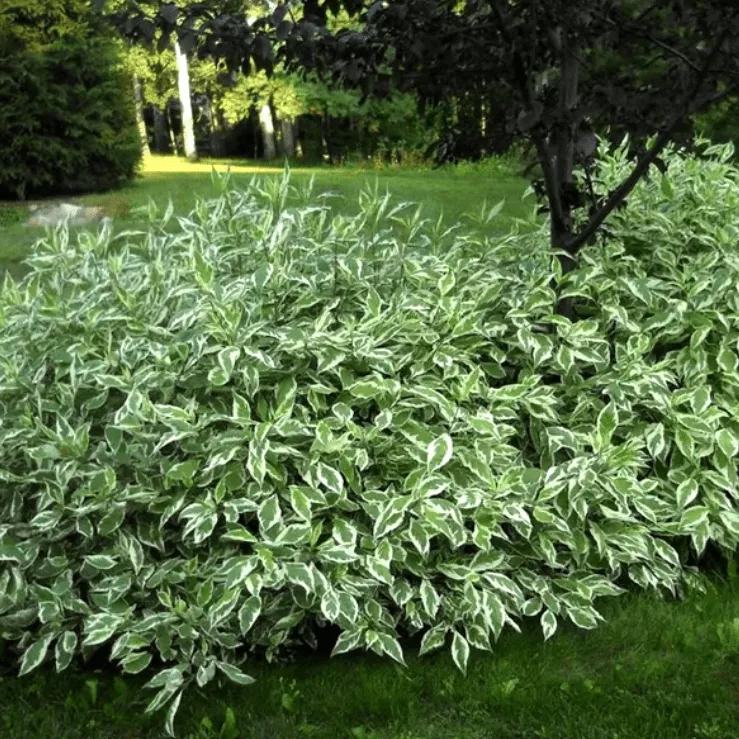 Дерен белый Элегантисима с5/60-80 UL 