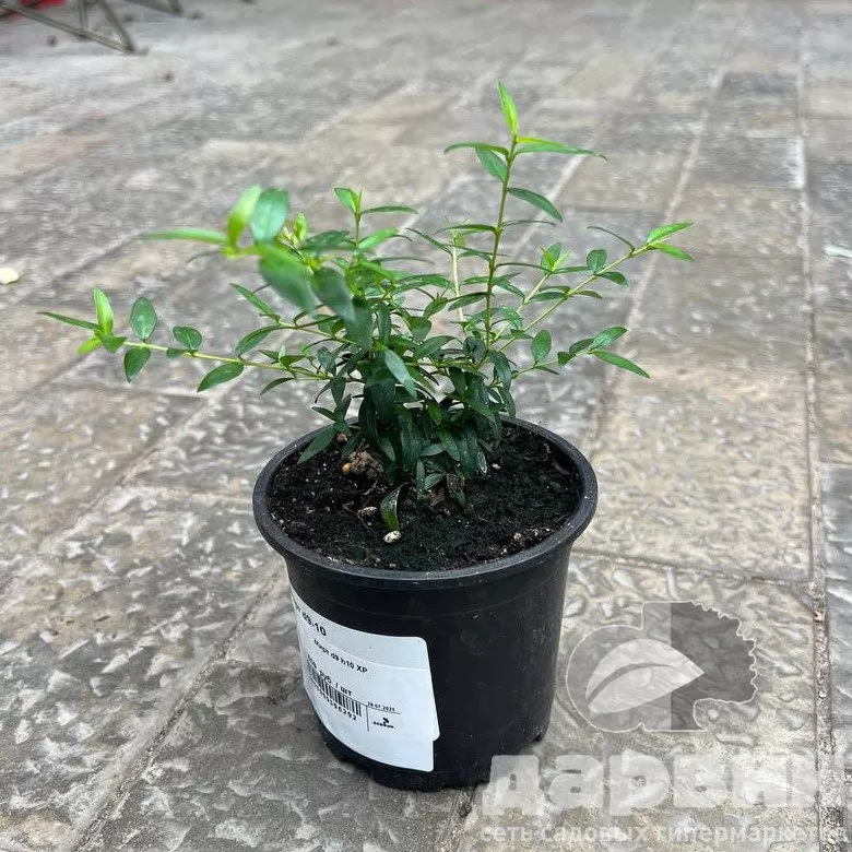 Мирт d9 h10 ХР 