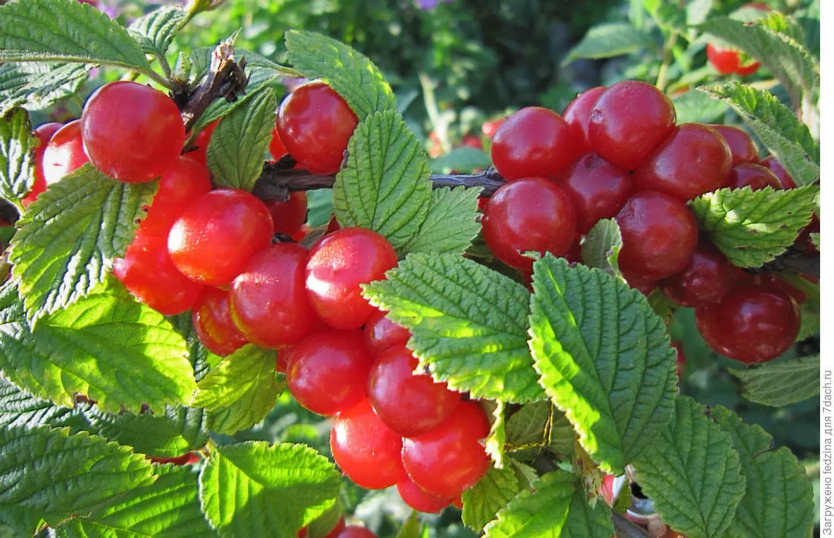 Вишня войлочная Юбилейная v7 80-100 Tim 