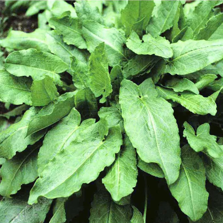 Рассада щавель кассета 6шт Цм 