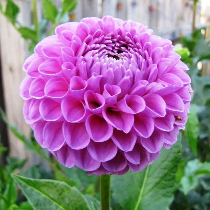 Клубень георгина Помпонная (I) 3 шт/уп 